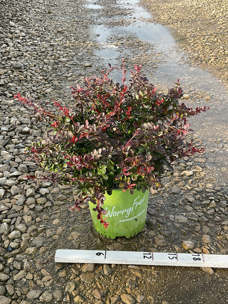 Crimson Cutie Barberry shrub in a #2 green container showing deep burgundy and red foliage on a gravel surface.