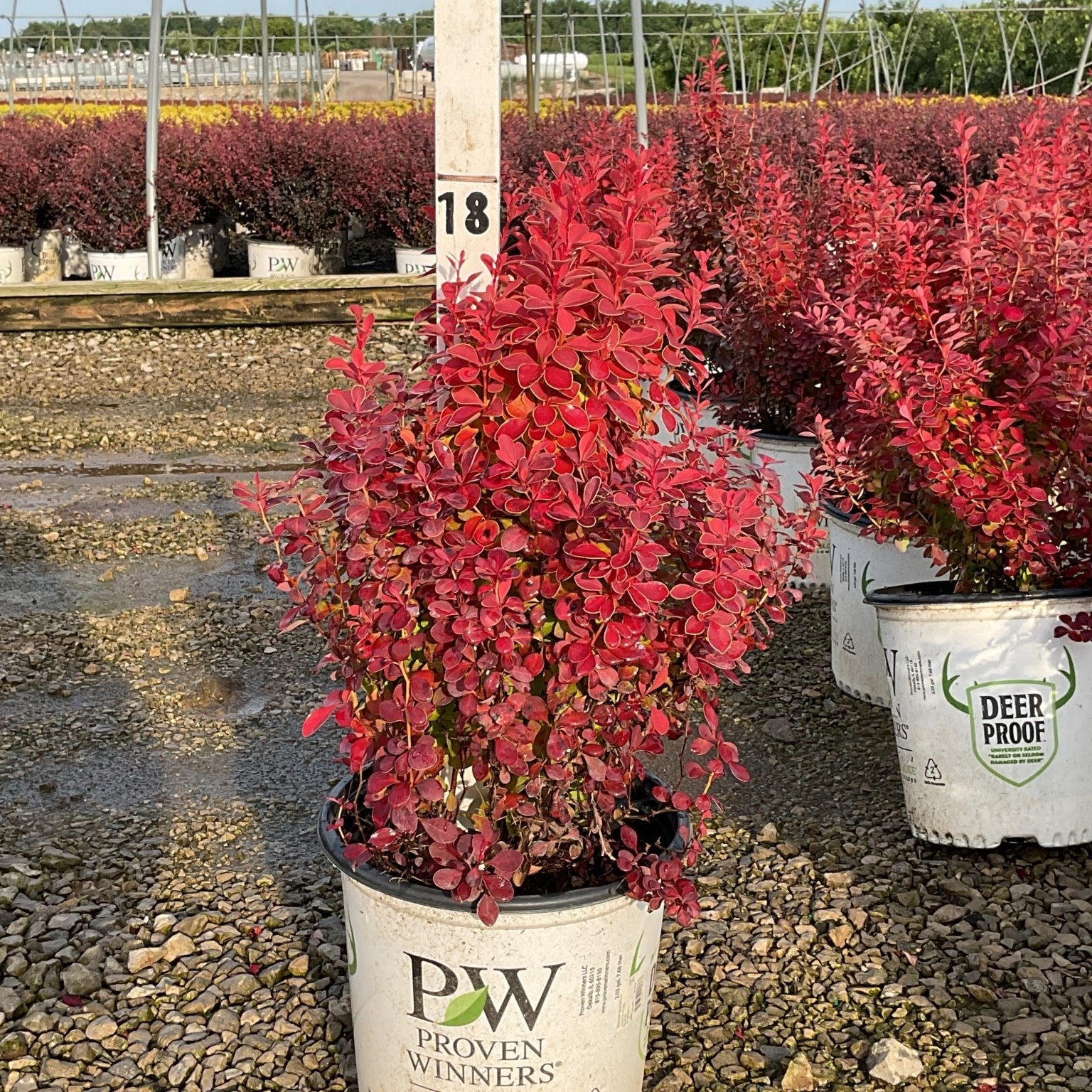 Sunjoy Orange Pillar Barberry shrub in a Proven Winners container displaying vibrant red-orange upright foliage at a nursery.