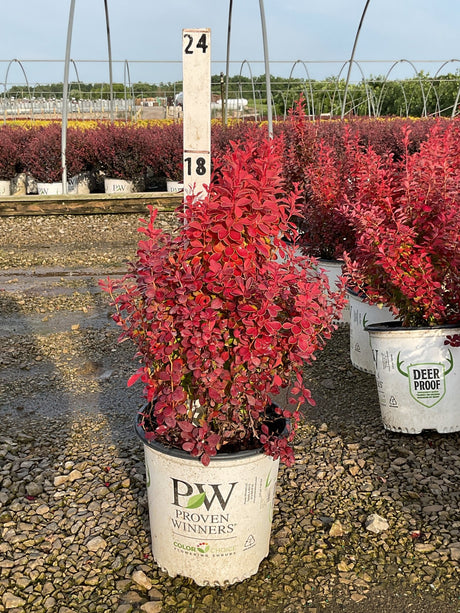 Sunjoy Orange Pillar Barberry shrub in a Proven Winners container displaying vibrant red-orange upright foliage at a nursery.