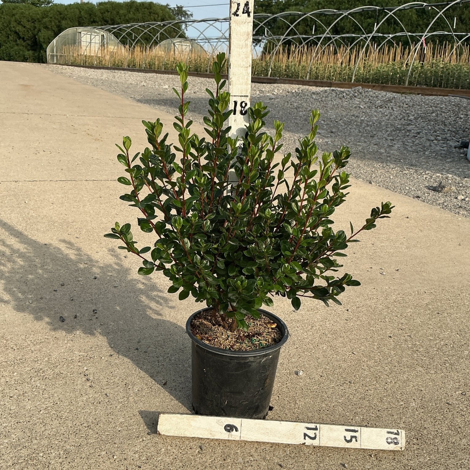 Stewartstonian Azalea shrub in a #1 black nursery container with glossy green foliage, shown with measurement stakes at a nursery.