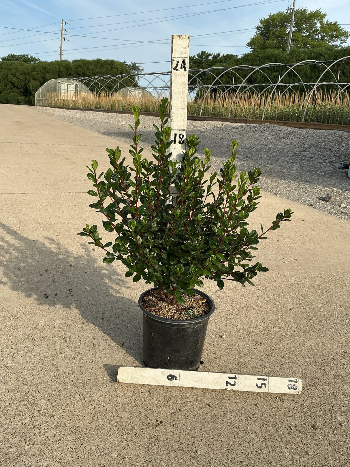 Stewartstonian Azalea shrub in a #1 black nursery container with glossy green foliage, shown with measurement stakes at a nursery.