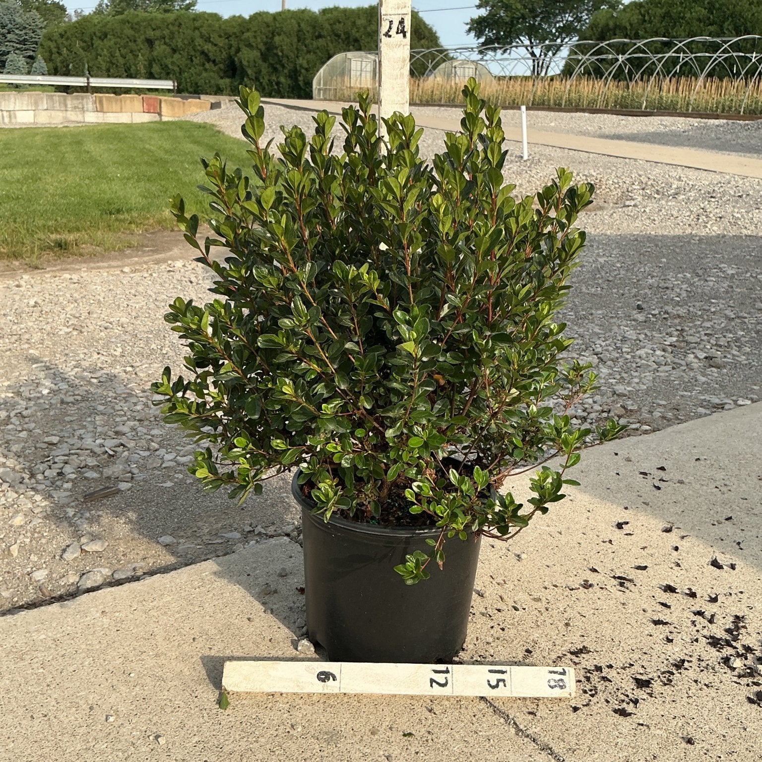 Stewartstonian Azalea shrub in a #3 black nursery container with dense dark green foliage, shown with a measurement stake.