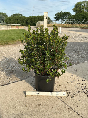 Stewartstonian Azalea shrub in a #3 black nursery container with dense dark green foliage, shown with a measurement stake.