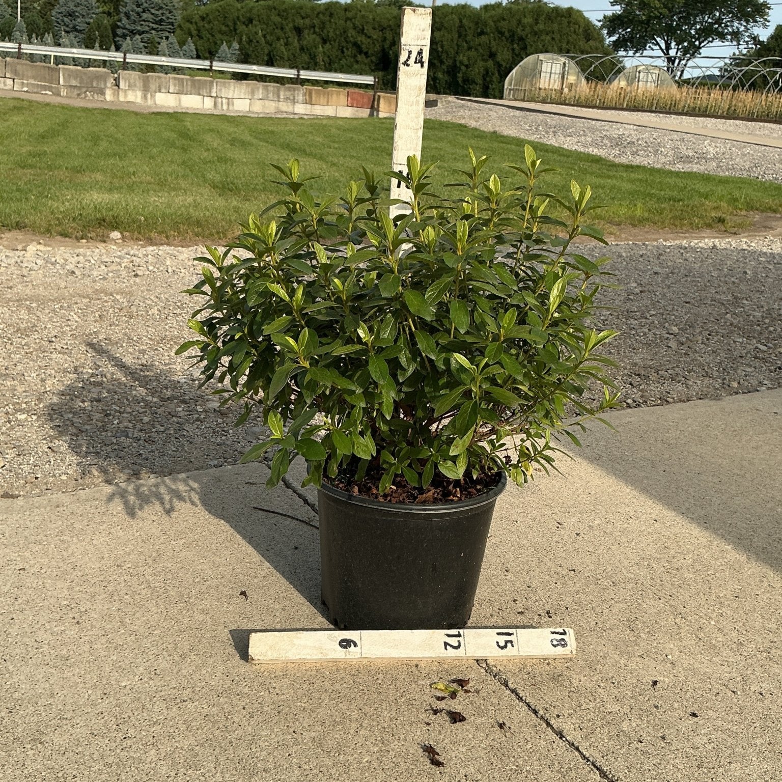 Cascade Azalea shrub in a #3 black nursery container on a concrete surface, with a ruler showing approximately 18-inch spread.