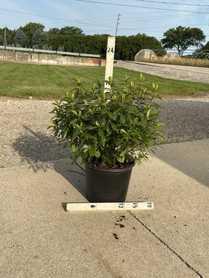 Cascade Azalea shrub in a #3 black nursery container on a concrete surface, with a ruler showing approximately 18-inch spread.
