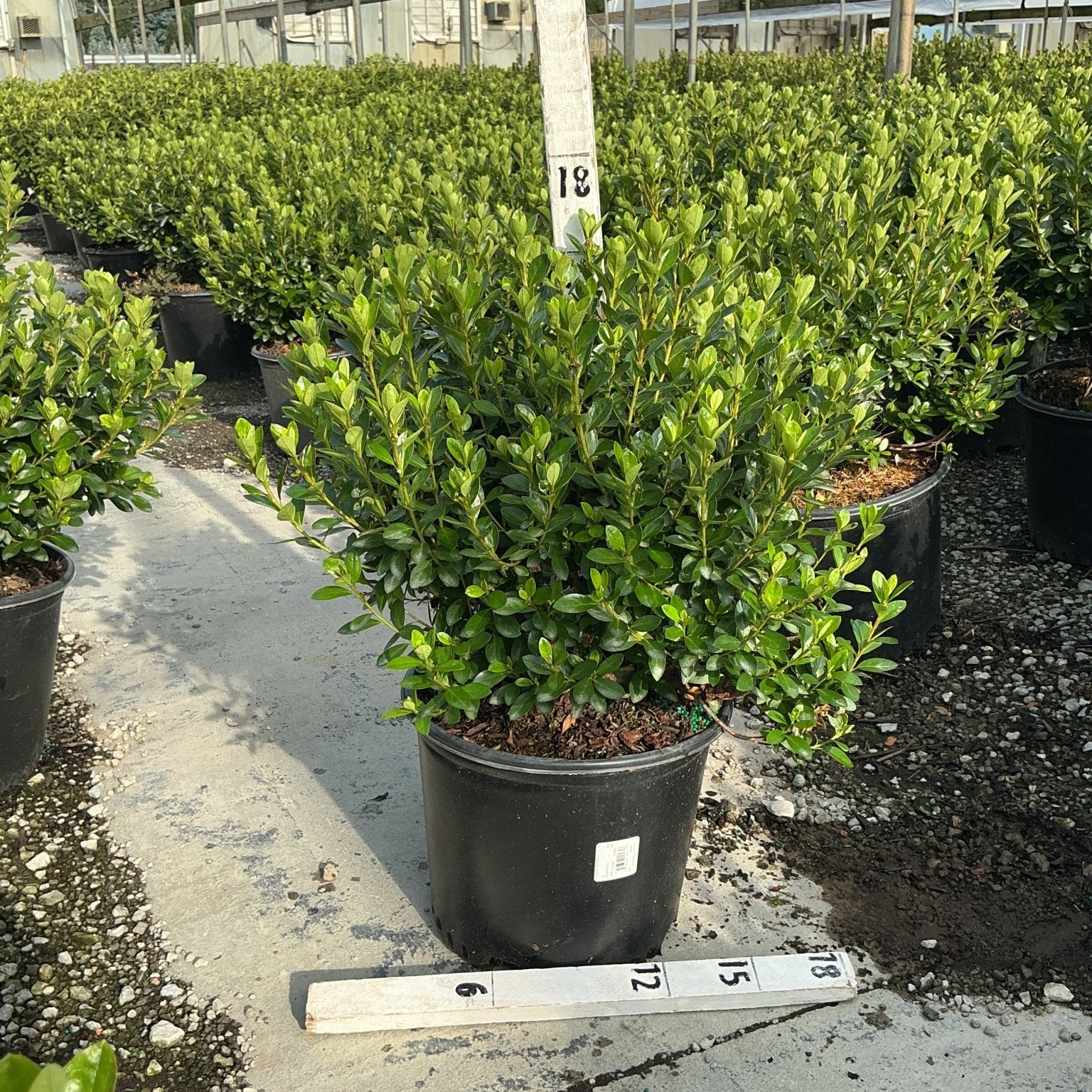 Rosebud Azalea shrub in a #3 nursery container with dense green foliage, displayed in a greenhouse growing facility.