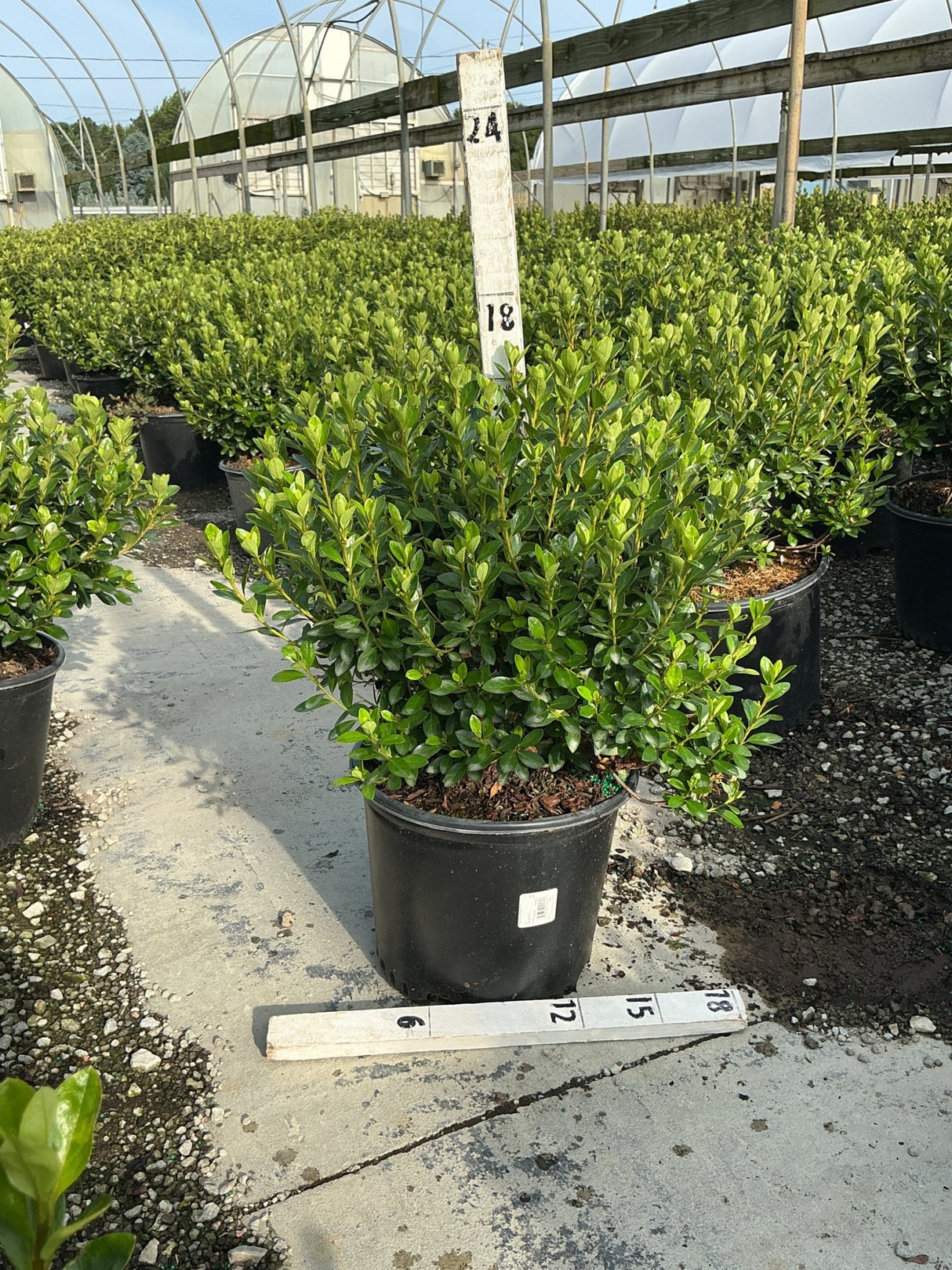 Rosebud Azalea shrub in a #3 nursery container with dense green foliage, displayed in a greenhouse growing facility.
