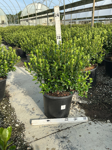 Rosebud Azalea shrub in a #3 nursery container with dense green foliage, displayed in a greenhouse growing facility.