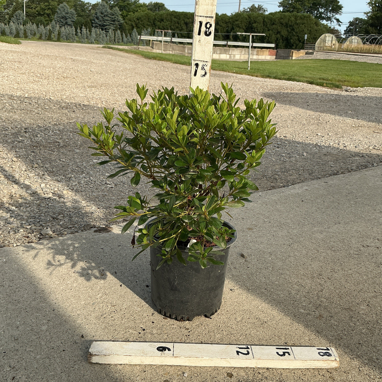 Karen Azalea shrub in a #1 container, shown against a measurement ruler at a nursery, approximately 15 inches tall.