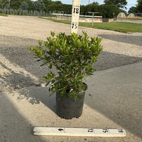 Karen Azalea shrub in a #1 container, shown against a measurement ruler at a nursery, approximately 15 inches tall.