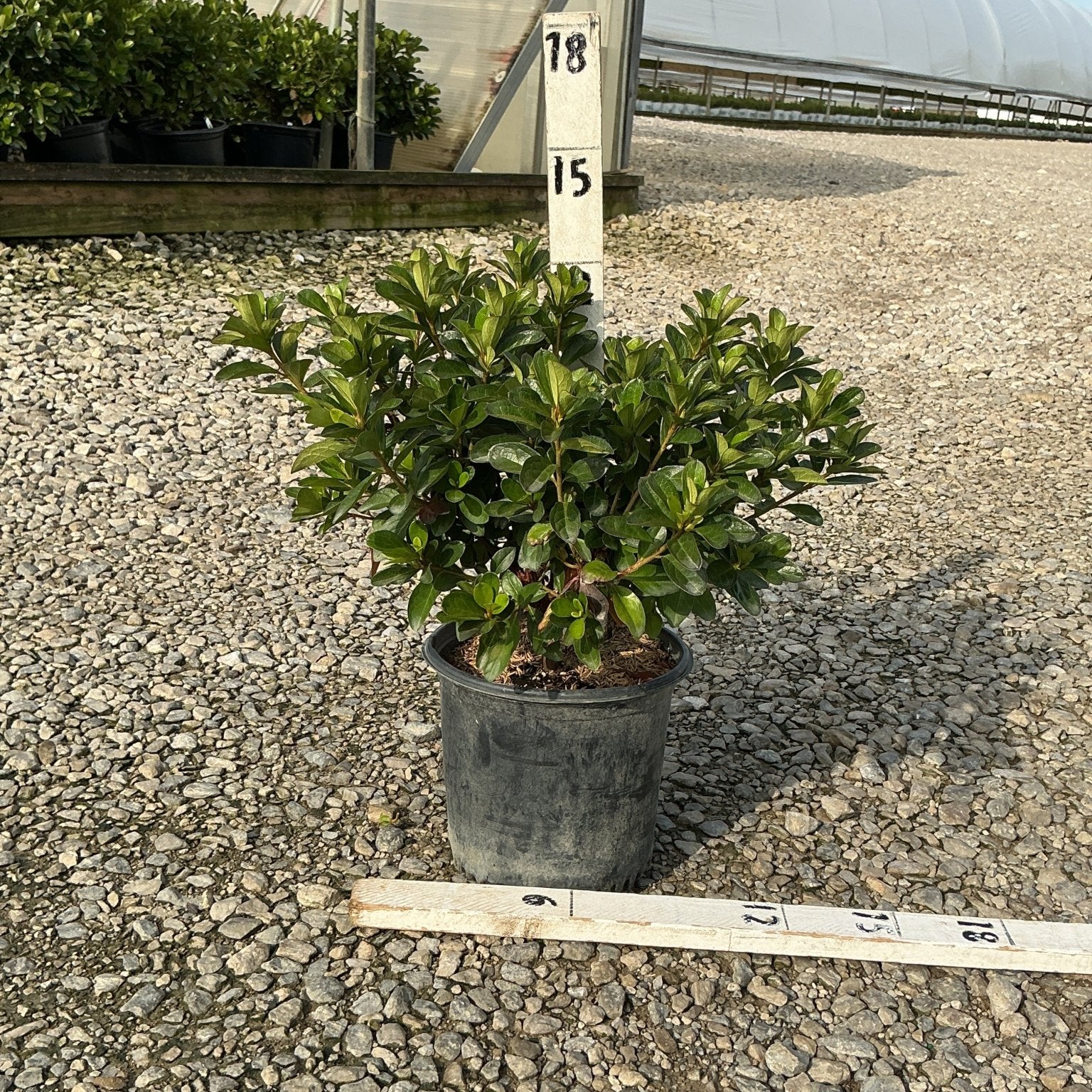 Hot Shot Girard Azalea in a #1 container with dense glossy green foliage, shown on gravel with a measurement stake.