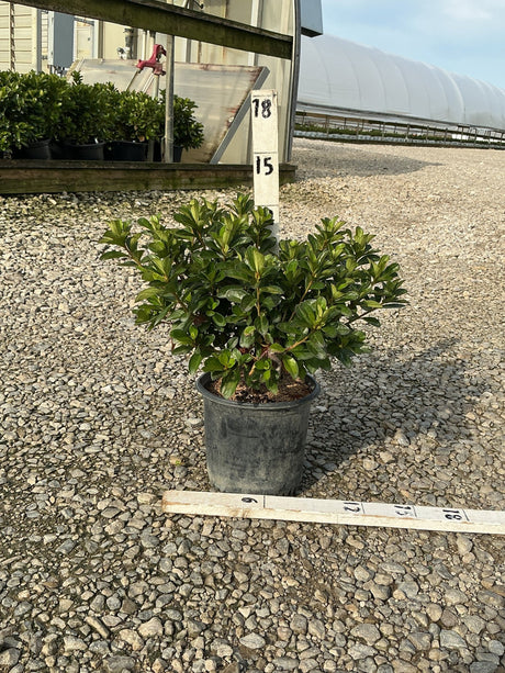 Hot Shot Girard Azalea in a #1 container with dense glossy green foliage, shown on gravel with a measurement stake.