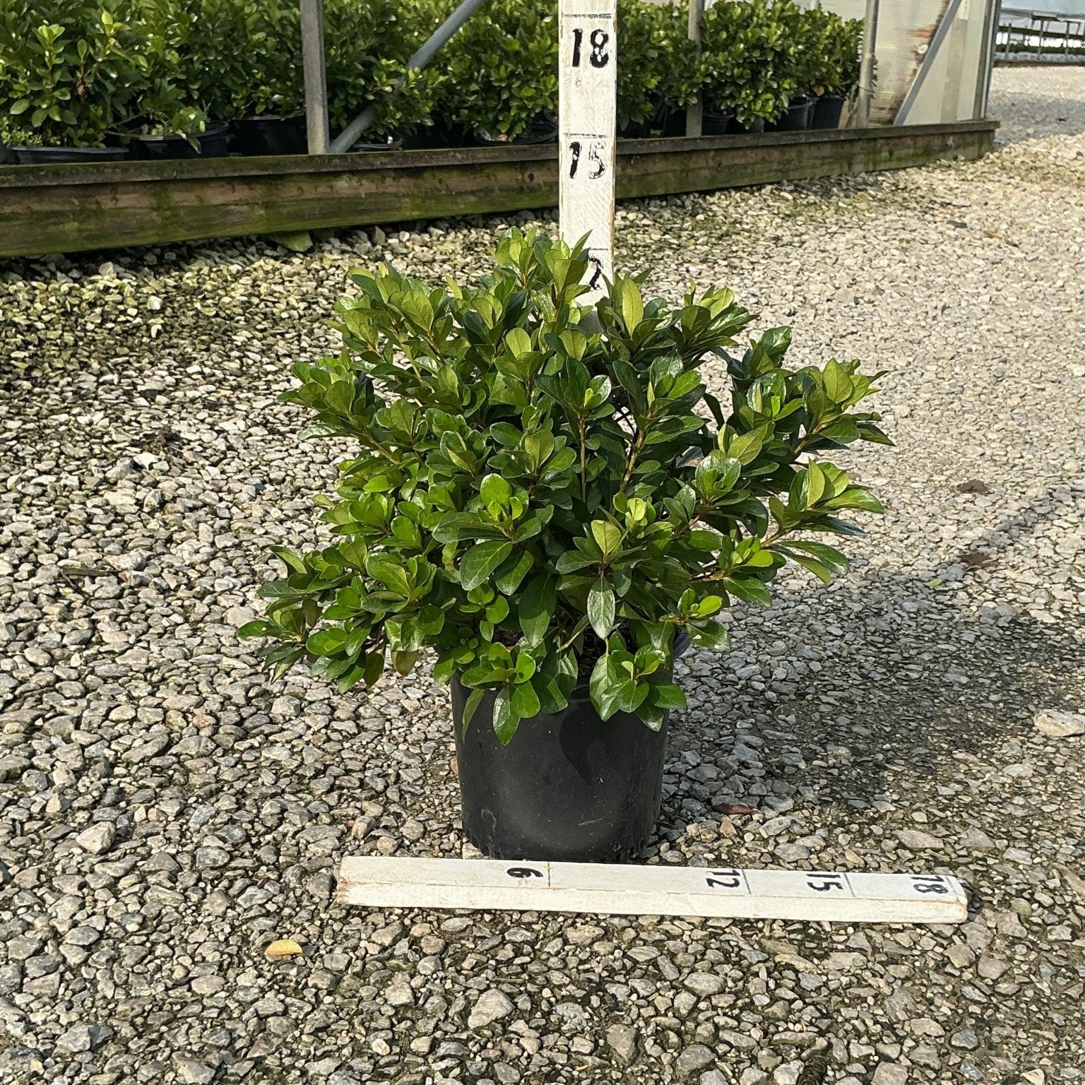 Girard's Crimson Azalea shrub in a #1 black nursery container, showing dense glossy green foliage, displayed at a nursery.