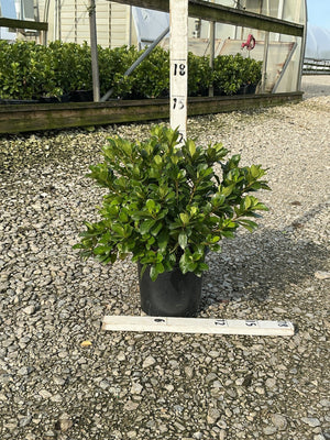 Girard's Crimson Azalea shrub in a #1 black nursery container, showing dense glossy green foliage, displayed at a nursery.
