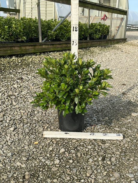 Girard's Crimson Azalea shrub in a #1 black nursery container, showing dense glossy green foliage, displayed at a nursery.