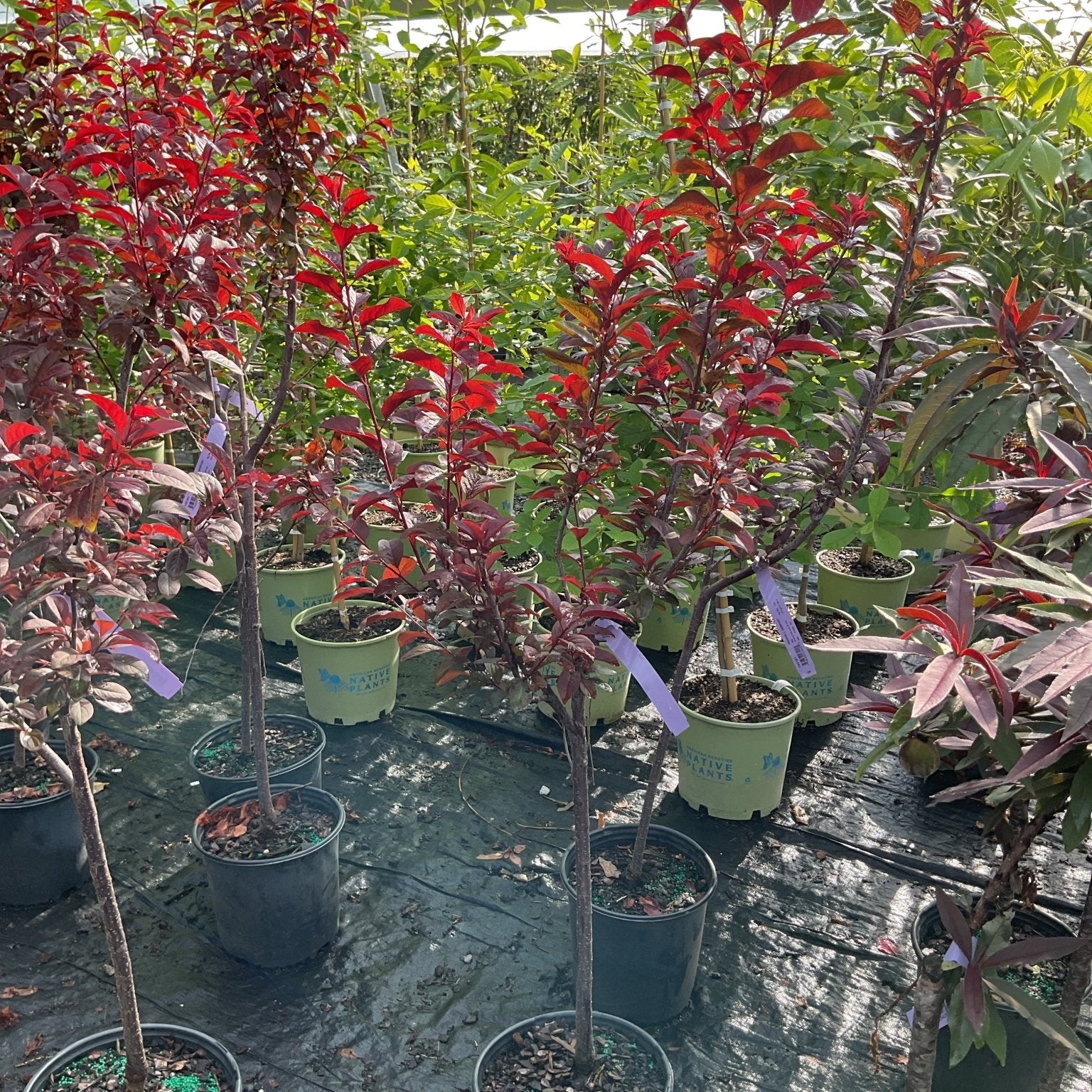 Newport Flowering Plum trees in nursery containers displaying vibrant red and burgundy foliage in a greenhouse setting.