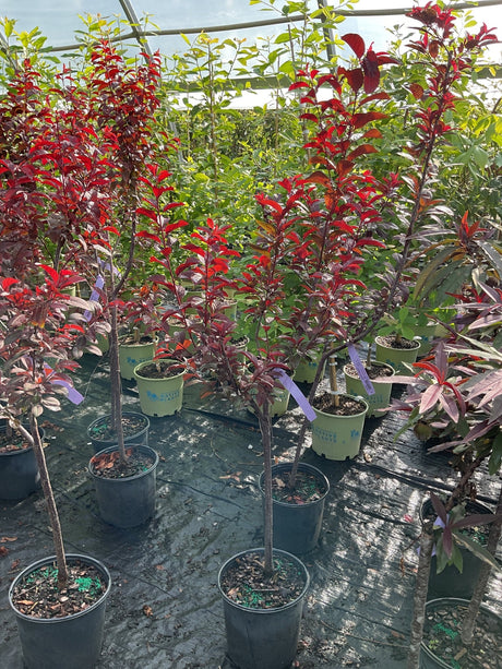 Newport Flowering Plum trees in nursery containers displaying vibrant red and burgundy foliage in a greenhouse setting.