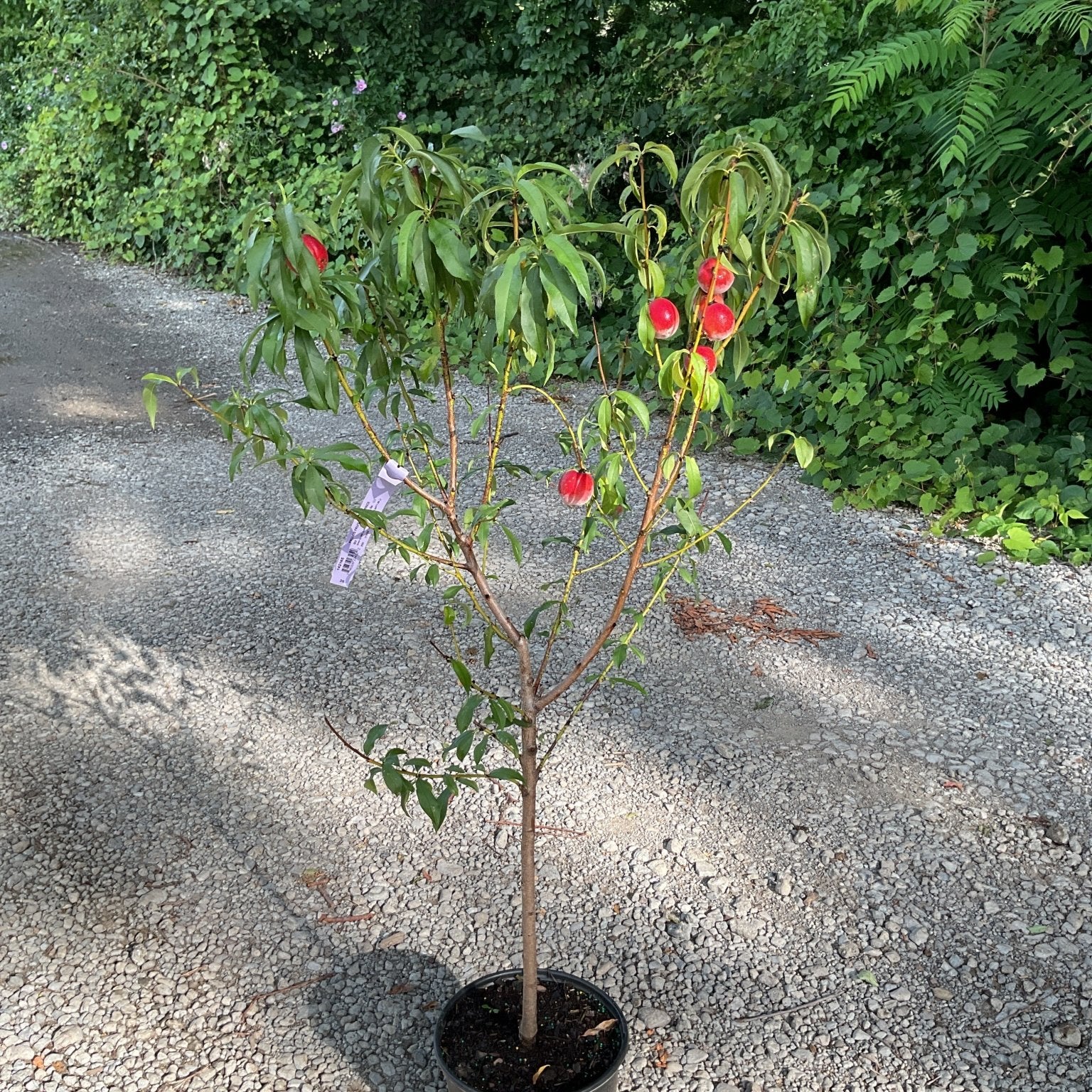 Blazeprince Peach tree in a black nursery container displaying red and green ripening peaches on drooping branches.