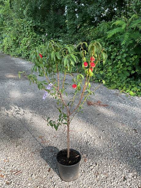 Blazeprince Peach tree in a black nursery container displaying red and green ripening peaches on drooping branches.
