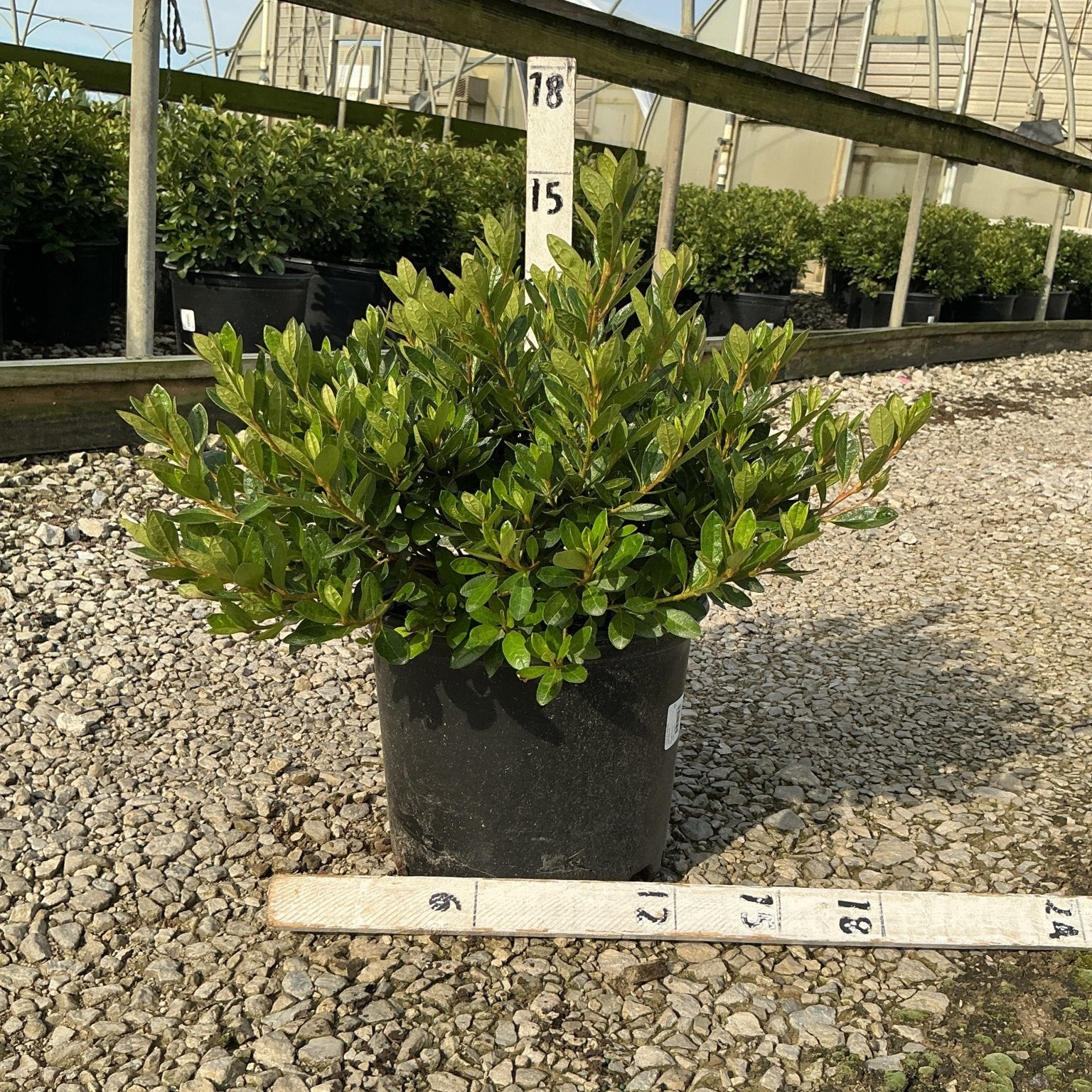 Girard's Renee Michelle Evergreen Azalea in a #3 container with dense glossy foliage, displayed at a nursery greenhouse.