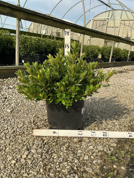 Girard's Renee Michelle Evergreen Azalea in a #3 container with dense glossy foliage, displayed at a nursery greenhouse.