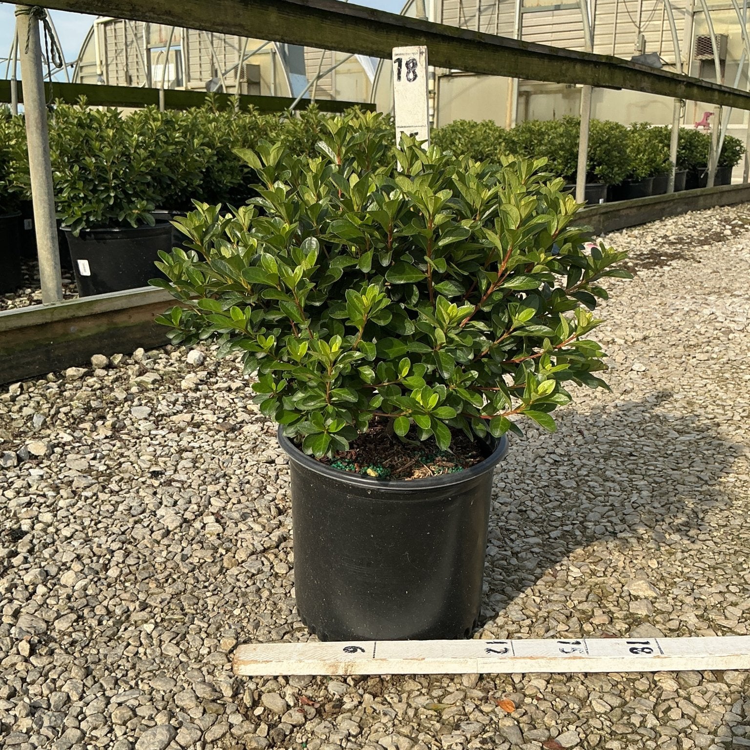 Hot Shot Girard Azalea in a #3 nursery container showing dense, glossy dark green foliage measured at 18 inches tall.