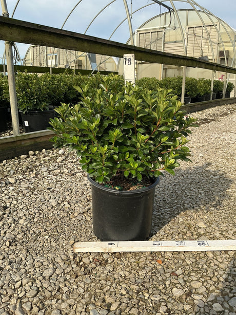 Hot Shot Girard Azalea in a #3 nursery container showing dense, glossy dark green foliage measured at 18 inches tall.