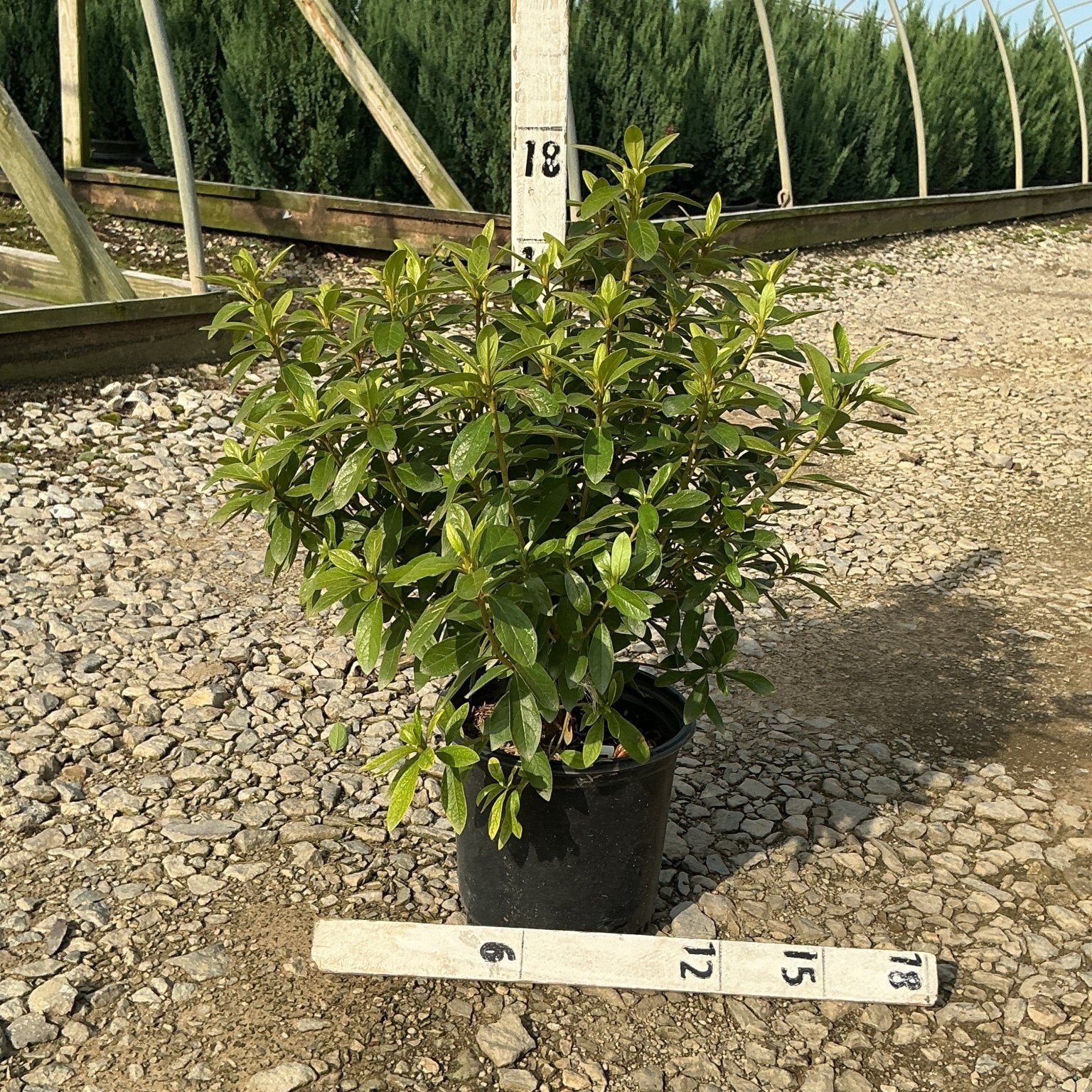 Cascade Azalea shrub in a #1 black nursery container, showing dense green foliage measured against a ruler at a greenhouse.