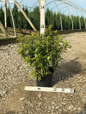 Cascade Azalea shrub in a #1 black nursery container, showing dense green foliage measured against a ruler at a greenhouse.