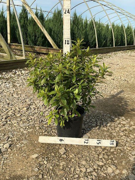 Cascade Azalea shrub in a #1 black nursery container, showing dense green foliage measured against a ruler at a greenhouse.
