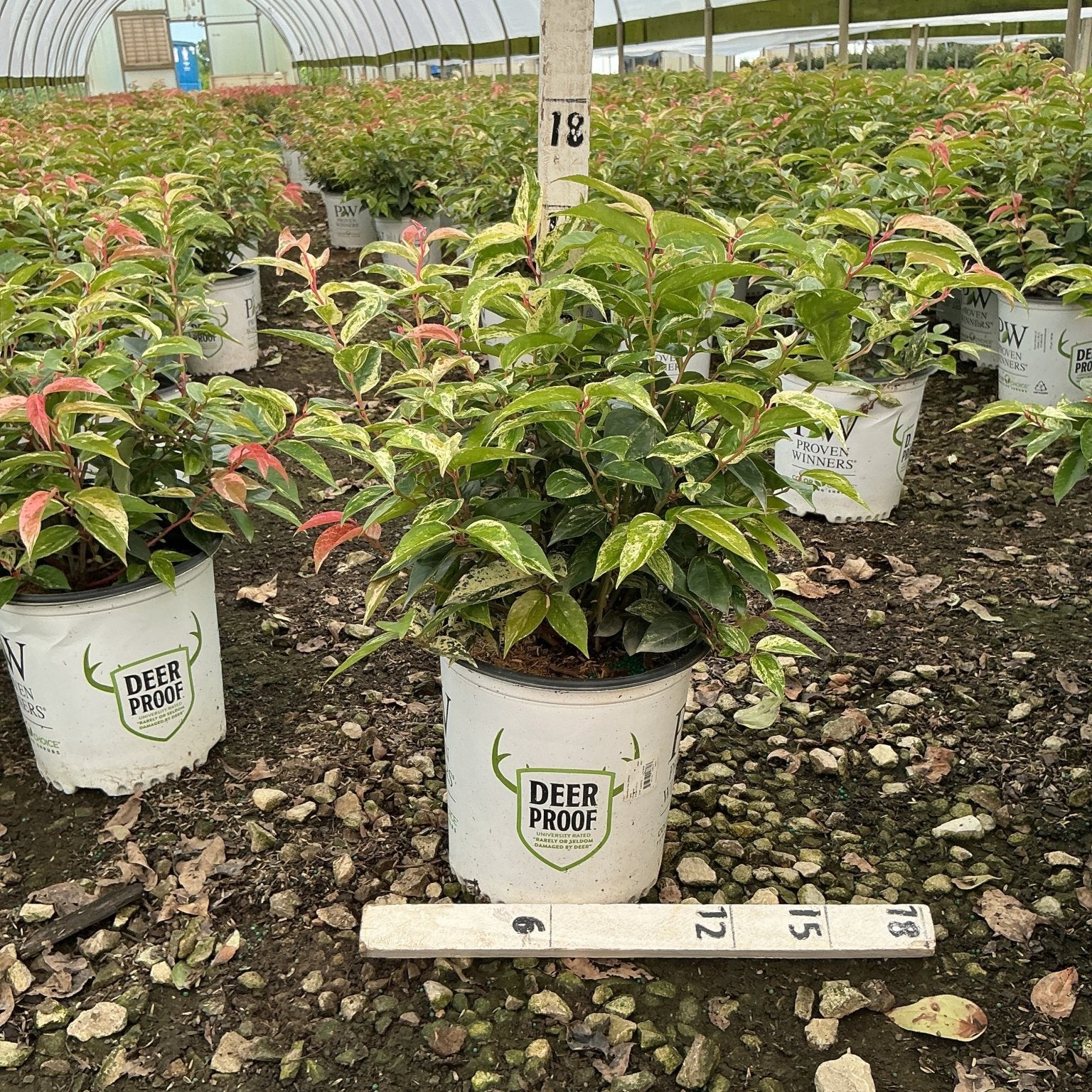 Paisley Pup Doghobble shrub in a nursery container showing variegated green and pink foliage inside a greenhouse.