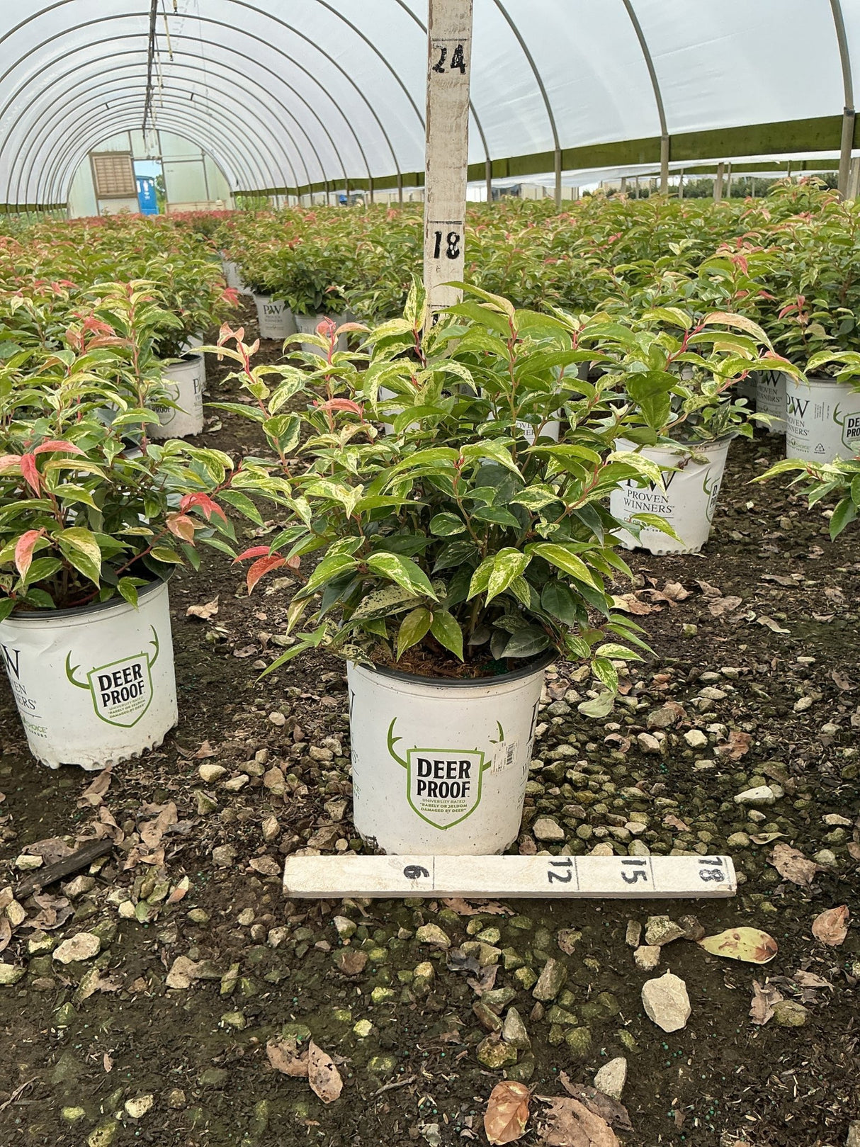 Paisley Pup Doghobble shrub in a nursery container showing variegated green and pink foliage inside a greenhouse.