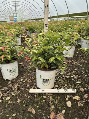 Paisley Pup Doghobble shrub in a nursery container showing variegated green and pink foliage inside a greenhouse.
