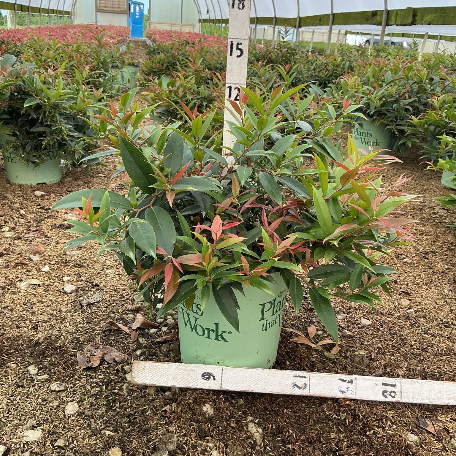 ReJoyce Coast Leucothoe shrub in a #2 container showing green and red-tinged foliage inside a greenhouse nursery.