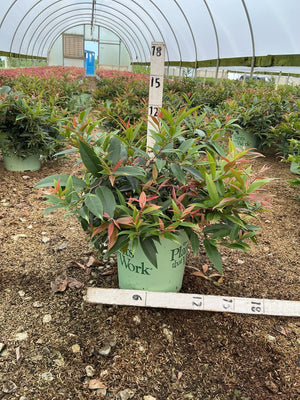 ReJoyce Coast Leucothoe shrub in a #2 container showing green and red-tinged foliage inside a greenhouse nursery.