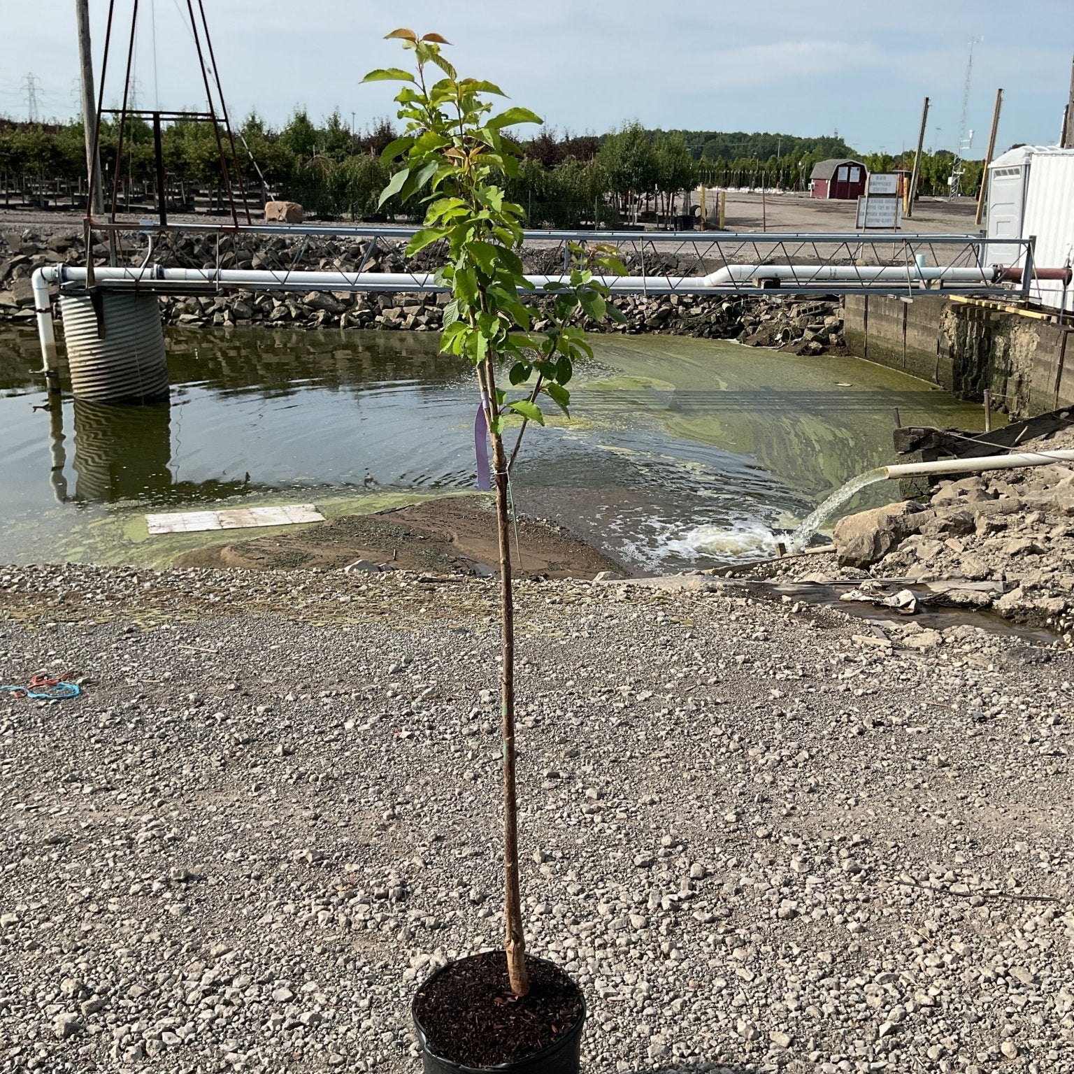 Black Tartarian Cherry Tree in a #5 container showing a slender young trunk with bright green foliage at a nursery.