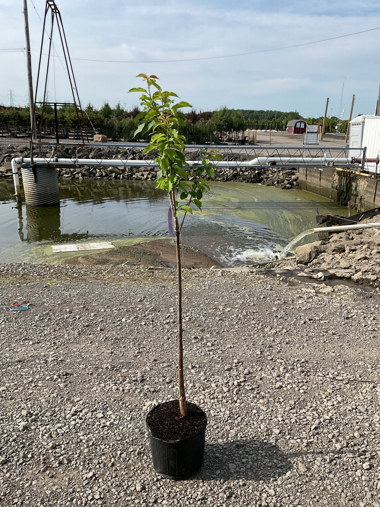 Black Tartarian Cherry Tree in a #5 container showing a slender young trunk with bright green foliage at a nursery.