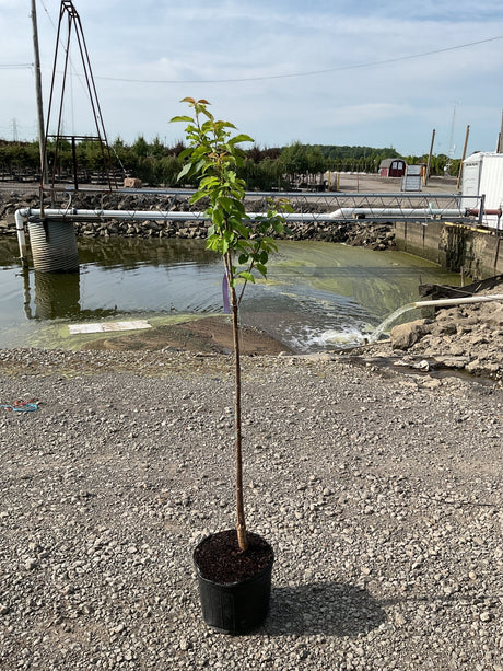 Black Tartarian Cherry Tree in a #5 container showing a slender young trunk with bright green foliage at a nursery.