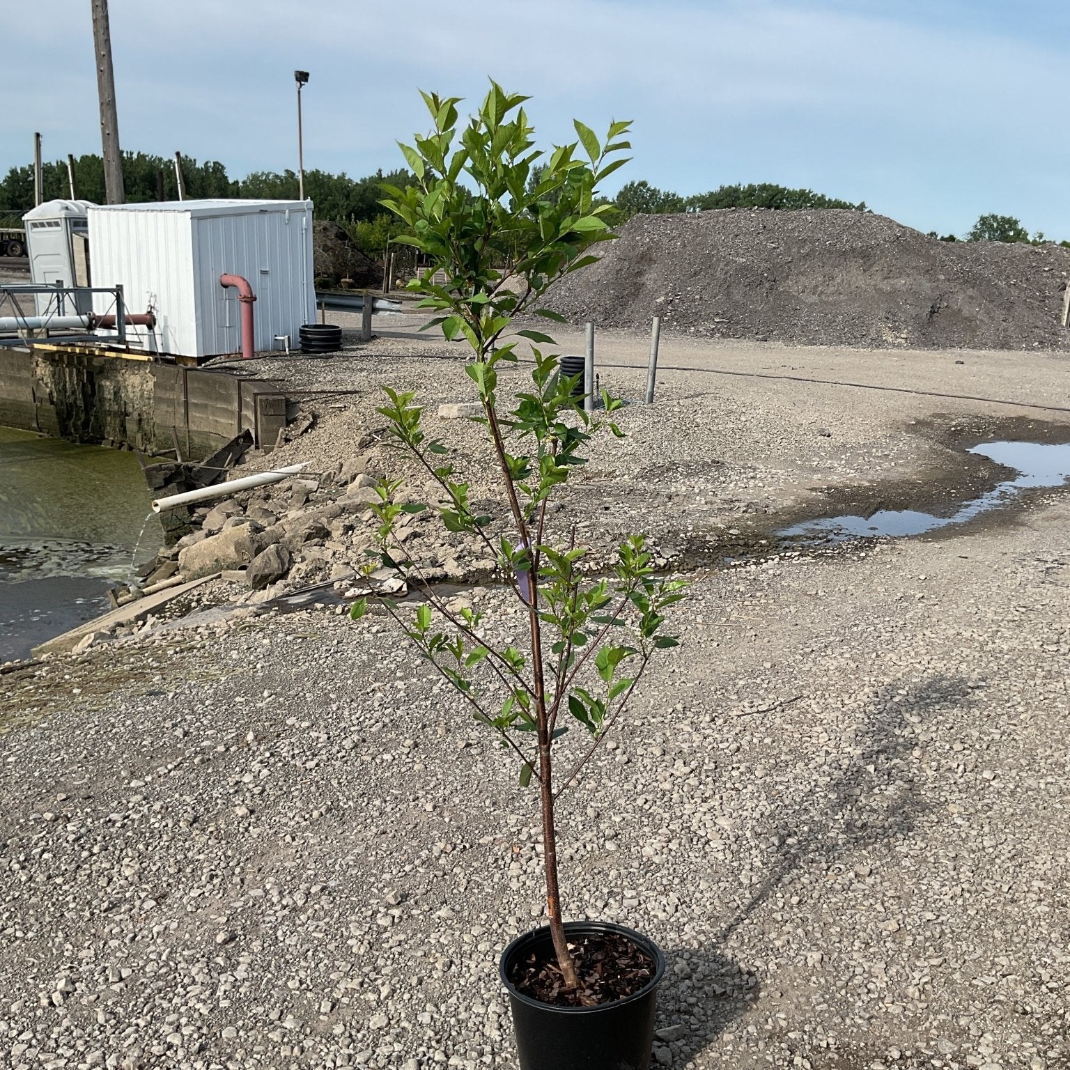 Montmorency Cherry Tree sapling in a black #3 container pot, showing green foliage on a slender trunk, set on a gravel surface.
