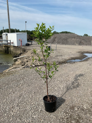 Montmorency Cherry Tree sapling in a black #3 container pot, showing green foliage on a slender trunk, set on a gravel surface.