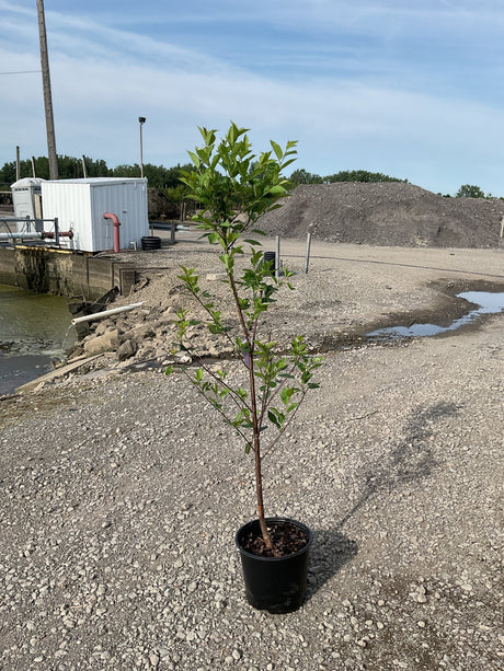 Montmorency Cherry Tree sapling in a black #3 container pot, showing green foliage on a slender trunk, set on a gravel surface.