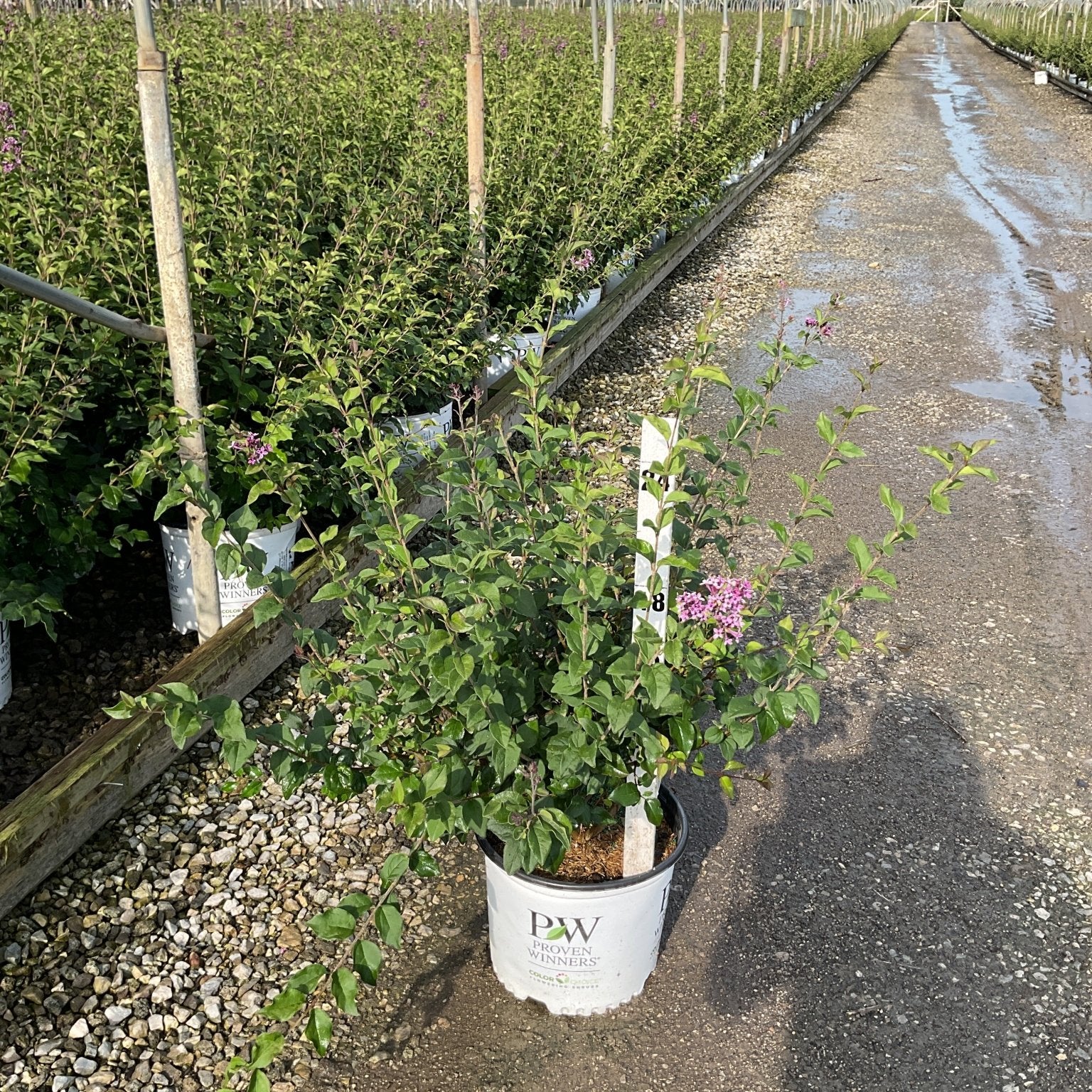 Bloomerang Dark Purple Lilac shrub in a Proven Winners #3 container displayed along a greenhouse aisle with purple blooms.