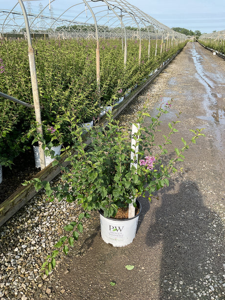 Bloomerang Dark Purple Lilac shrub in a Proven Winners #3 container displayed along a greenhouse aisle with purple blooms.