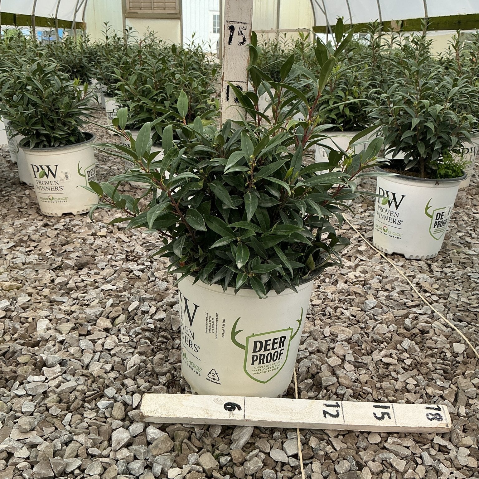 Sweet & Lo Sweet Box shrub in a Proven Winners Deer Proof container inside a greenhouse nursery.