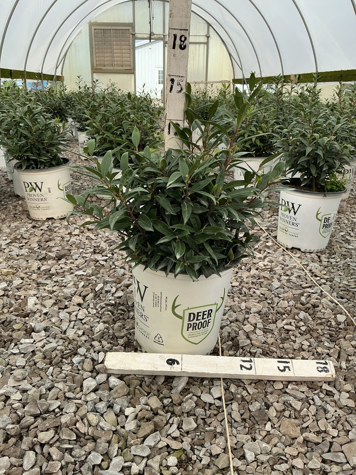 Sweet & Lo Sweet Box shrub in a Proven Winners Deer Proof container inside a greenhouse nursery.
