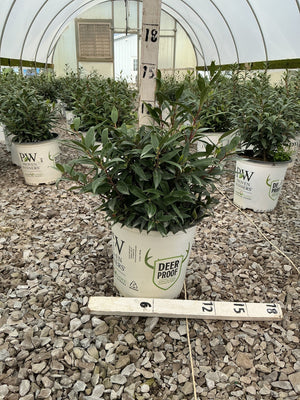 Sweet & Lo Sweet Box shrub in a Proven Winners Deer Proof container inside a greenhouse nursery.