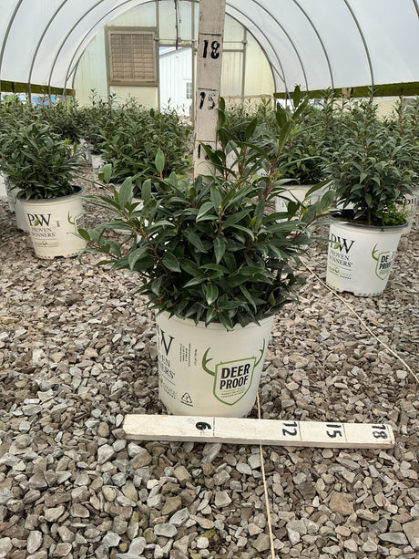 Sweet & Lo Sweet Box shrub in a Proven Winners Deer Proof container inside a greenhouse nursery.
