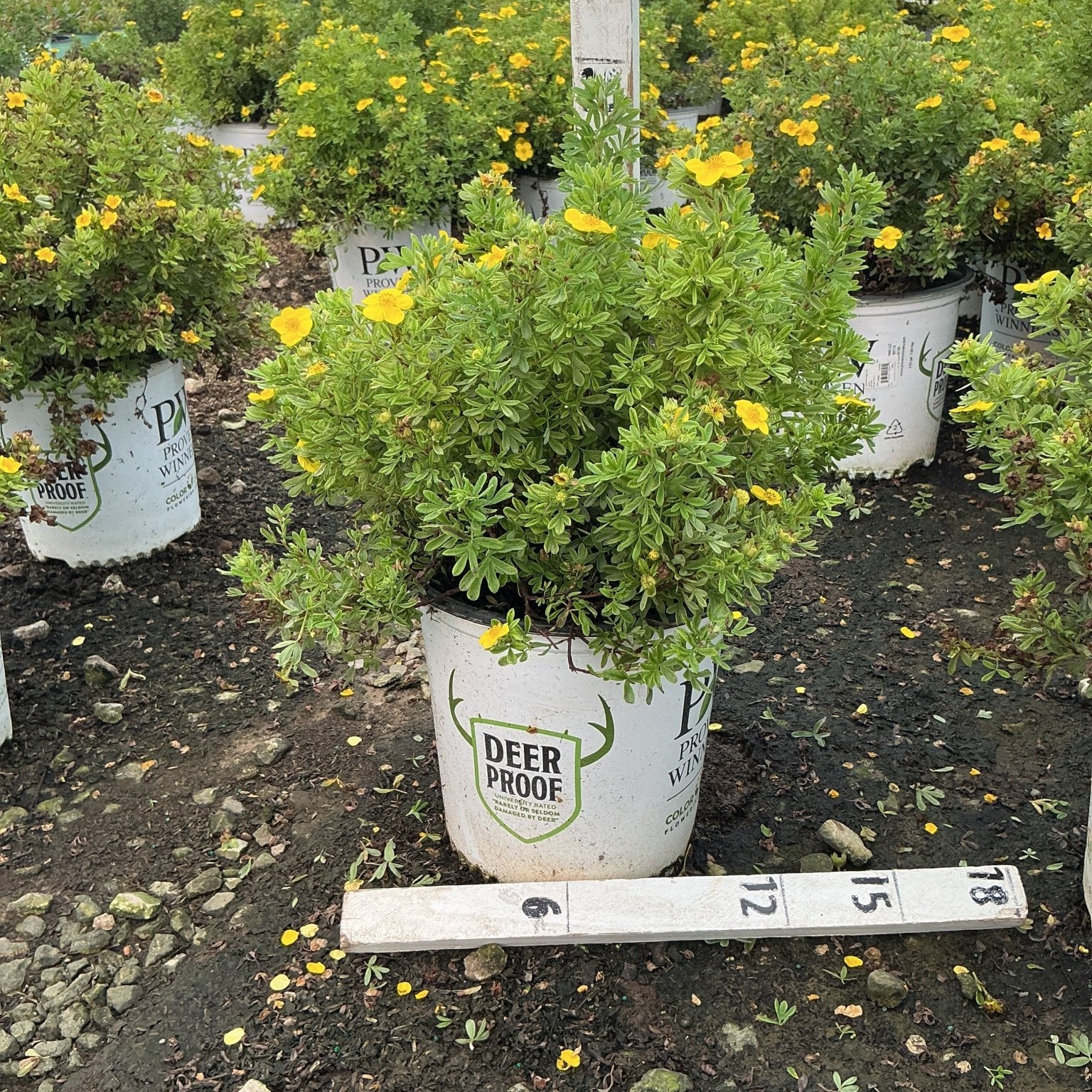 Happy Face Yellow Potentilla shrub in a nursery container, covered in bright yellow blooms, displayed in a greenhouse grow house.