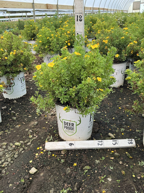 Happy Face Yellow Potentilla shrub in a nursery container, covered in bright yellow blooms, displayed in a greenhouse grow house.