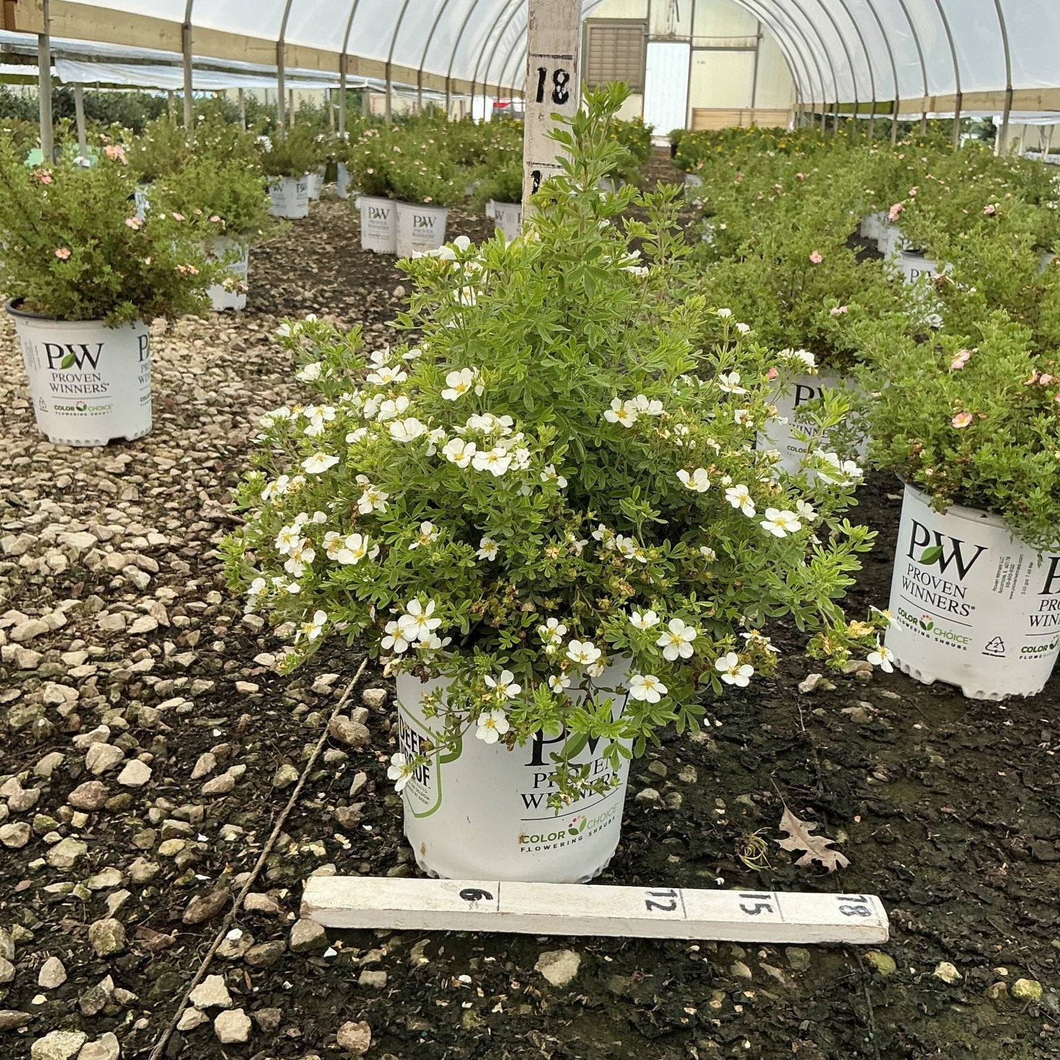 Happy Face White Potentilla shrub covered in small white blooms growing in a #2 container inside a greenhouse nursery.